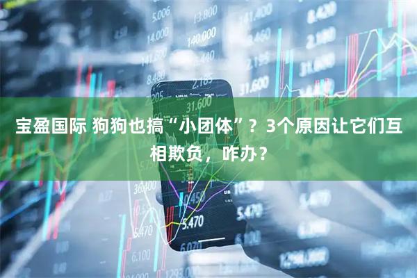宝盈国际 狗狗也搞“小团体”？3个原因让它们互相欺负，咋办？