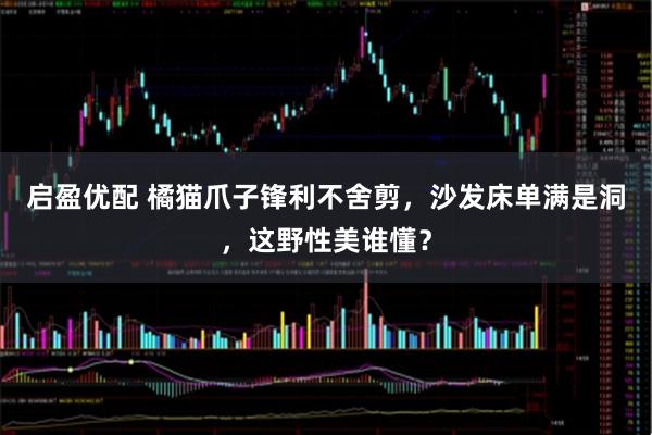 启盈优配 橘猫爪子锋利不舍剪，沙发床单满是洞，这野性美谁懂？