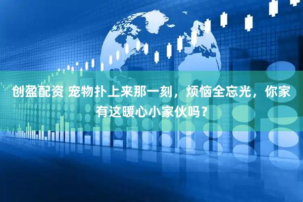 创盈配资 宠物扑上来那一刻，烦恼全忘光，你家有这暖心小家伙吗？